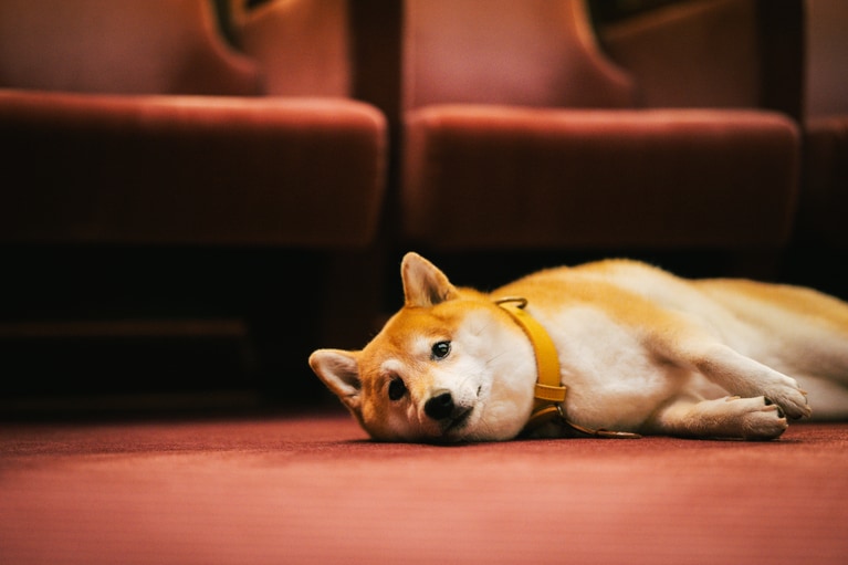 主人公・相楽の愛犬・福助を演じた「のこ」。