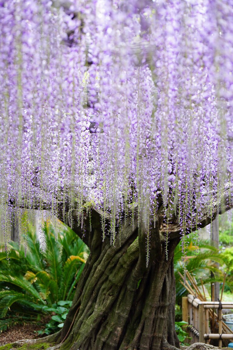熊野の長藤／静岡県