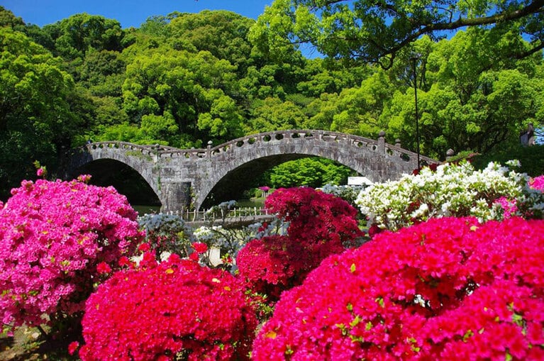 【長崎県】諫早公園のつつじ。