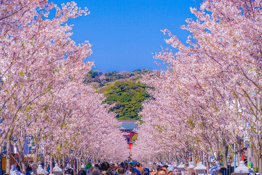 【神奈川県】若宮大路の桜並木。写真：makoto.h/イメージマート