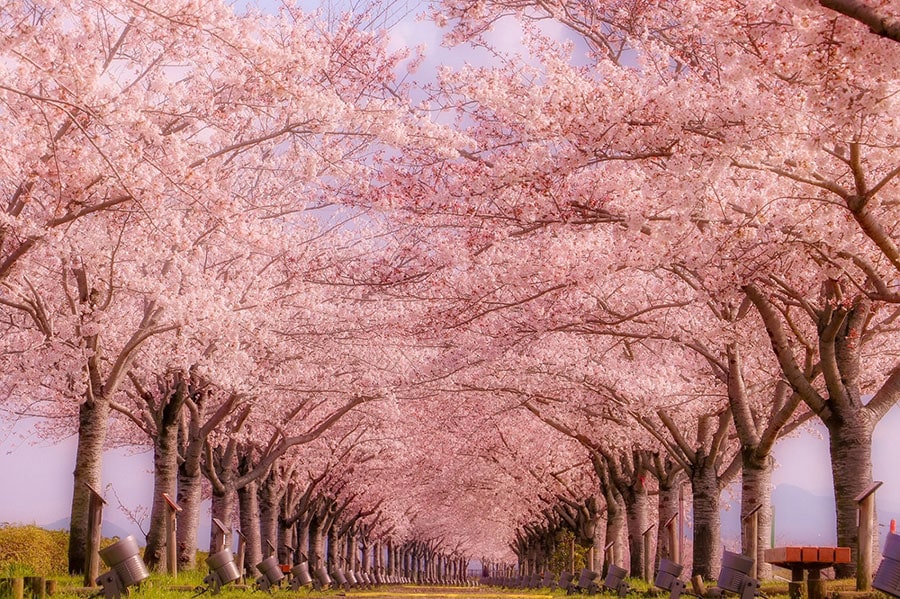 おの桜づつみ回廊。
