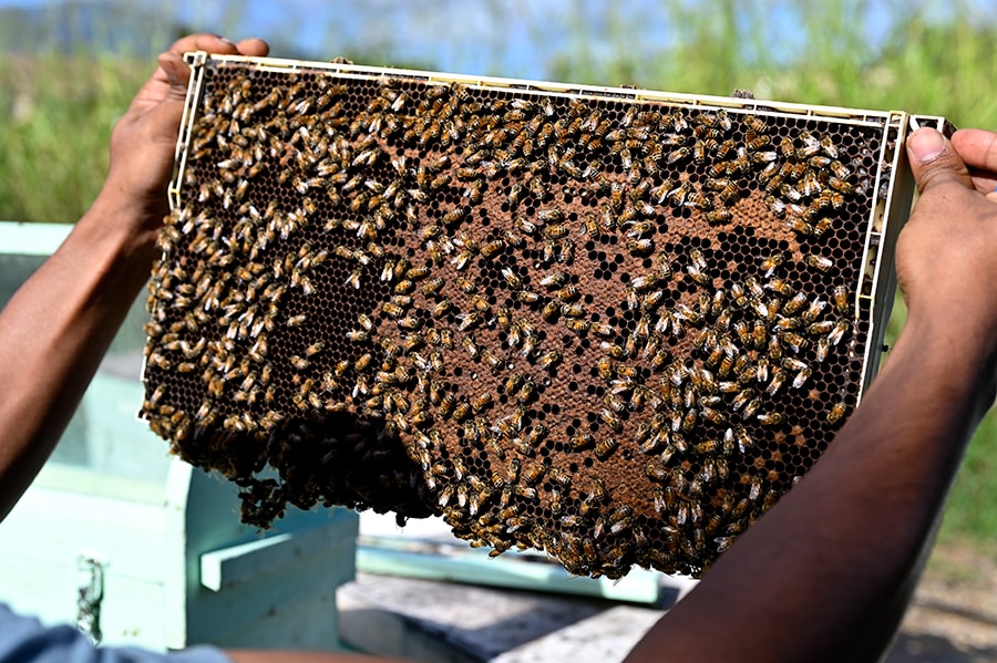 秋冬は花が少ないため、蜂の栄養源でもある蜂蜜は無理に収穫しないという。