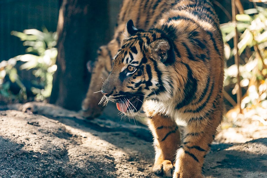 2023年4月に上野動物園で誕生したアサ。