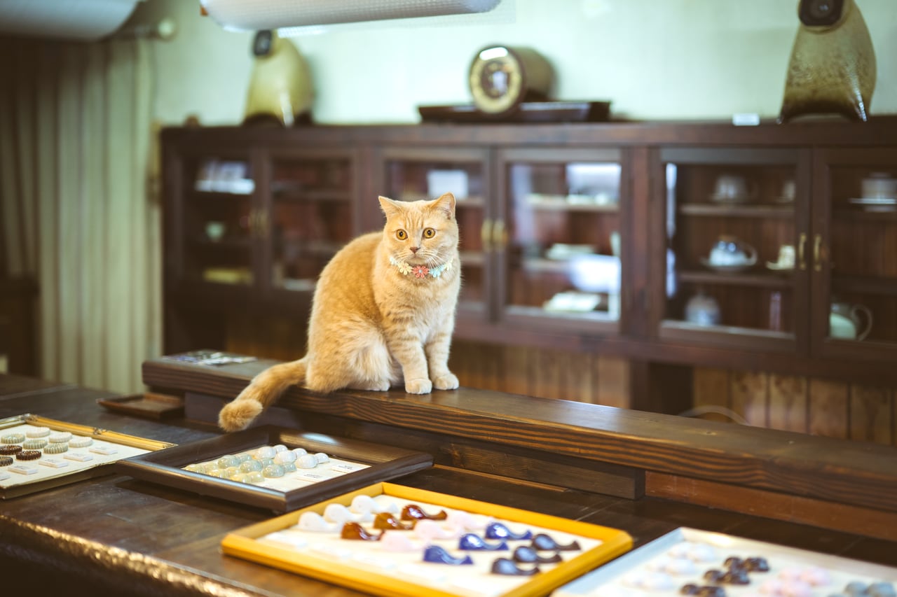 「赤水窯」2代目「店長」の香平くん。