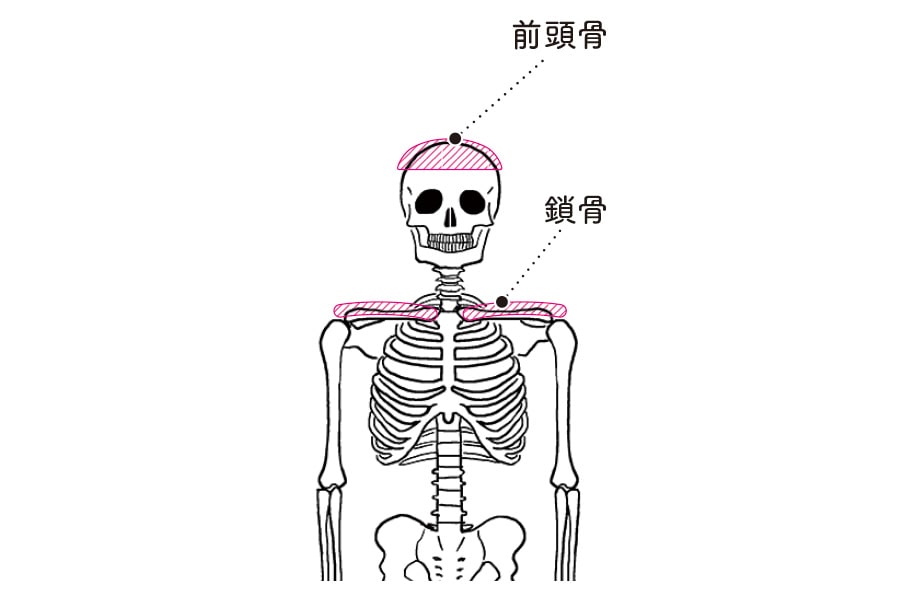 顔のゆがみは背骨に関係がある。