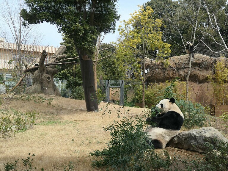 竹を食べているのがシンシン、低い木で寝ているのがシャオシャオ、高い木に登っているのがレイレイ。2022年3月23日。