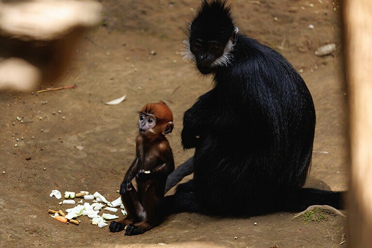 チョコとミント。