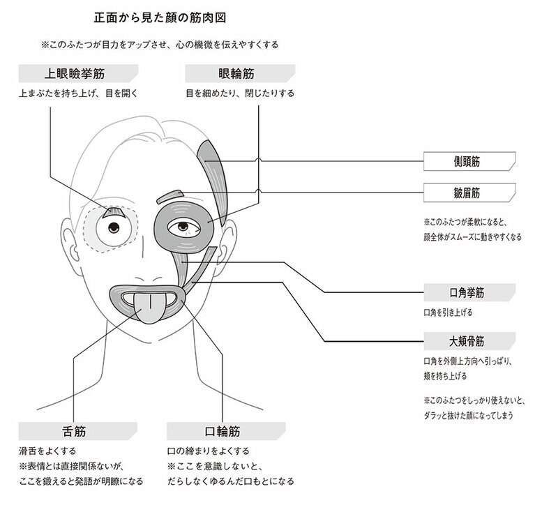 顔の筋肉図。