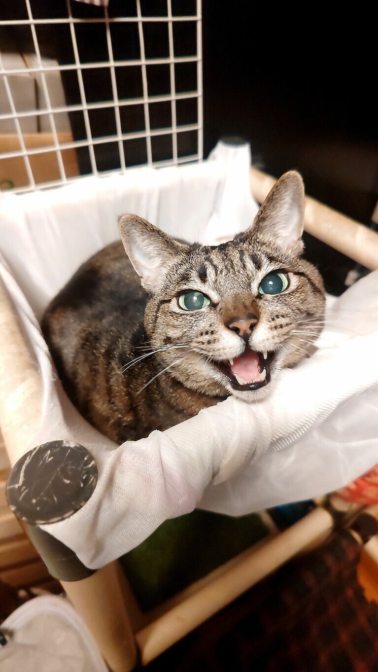 マロン メス 13歳。笑顔がかわいい！（ふくちゃんさん）。