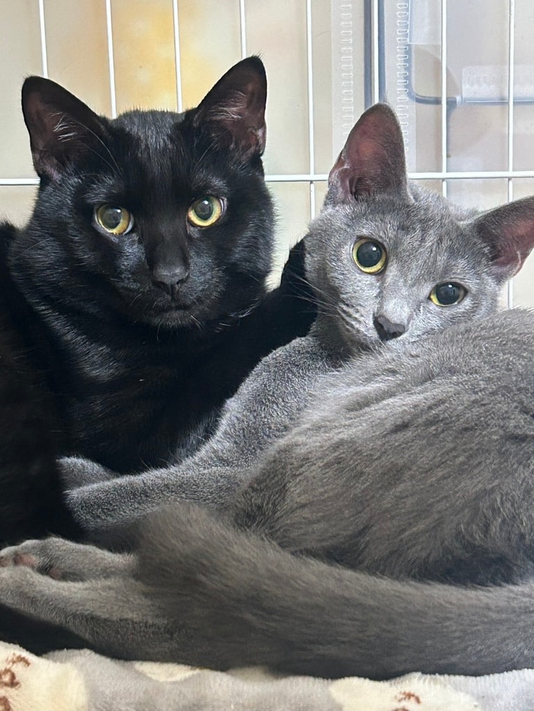 左：セラ ♂ 1歳、右：おと ♀ 1歳。「野良猫家族を保護した人から引き取った兄妹猫。寝る時はいつもピッタリくっついて寝てます。この写真は寝る前の位置取りをした直後です。2匹とも凛々しい表情だったのでお気に入りの1枚です。特にグレーの子は野良猫には珍しく、シルバーのように輝いてます！」（飼い主さんより）。