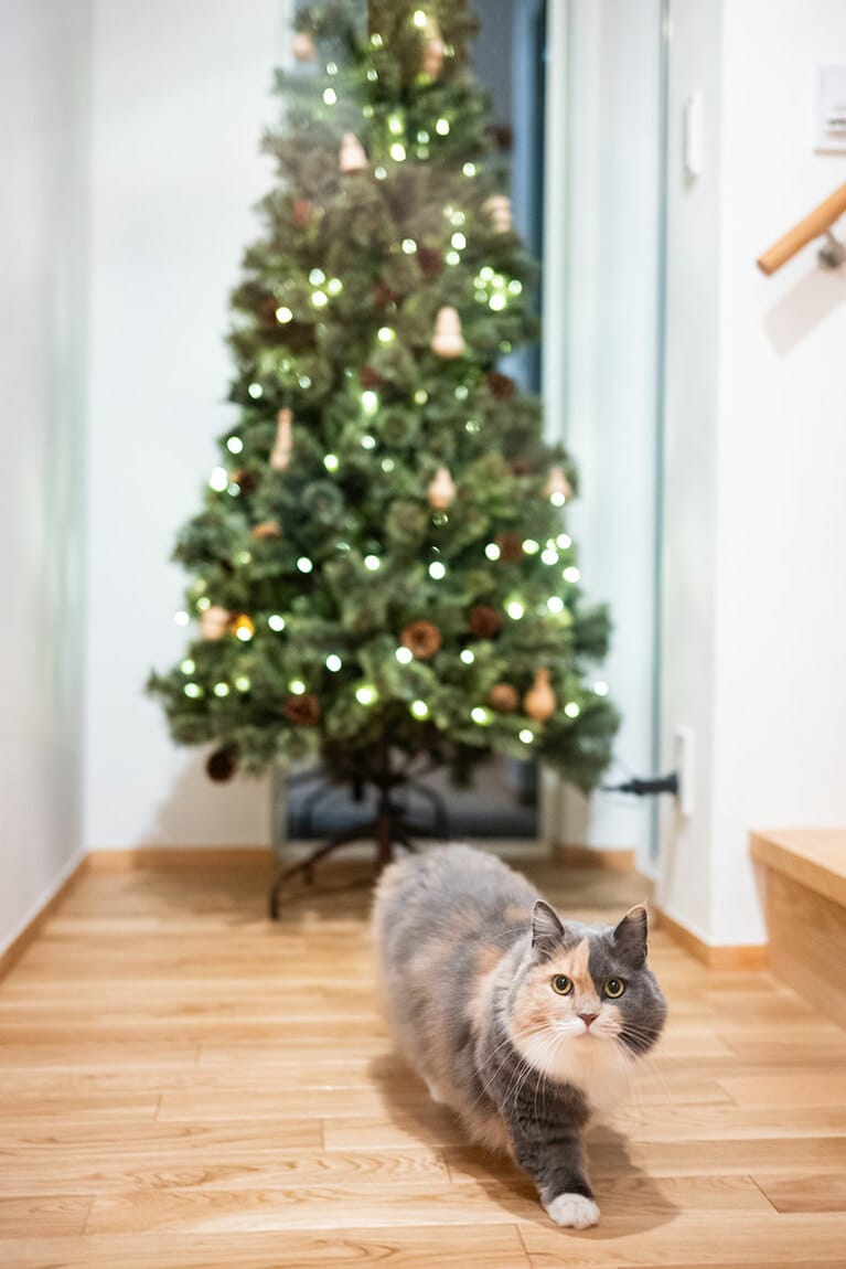 でちこ ♀ 5歳。クリスマスツリーの下がお気に入りのでちこ（でちでち歩くから）がツリーから出てきたところを撮影しました。（むっちーさん）