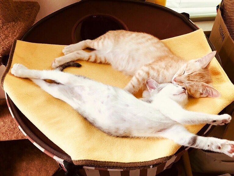 六喜 オス 8カ月。やんちゃ（英さん）。