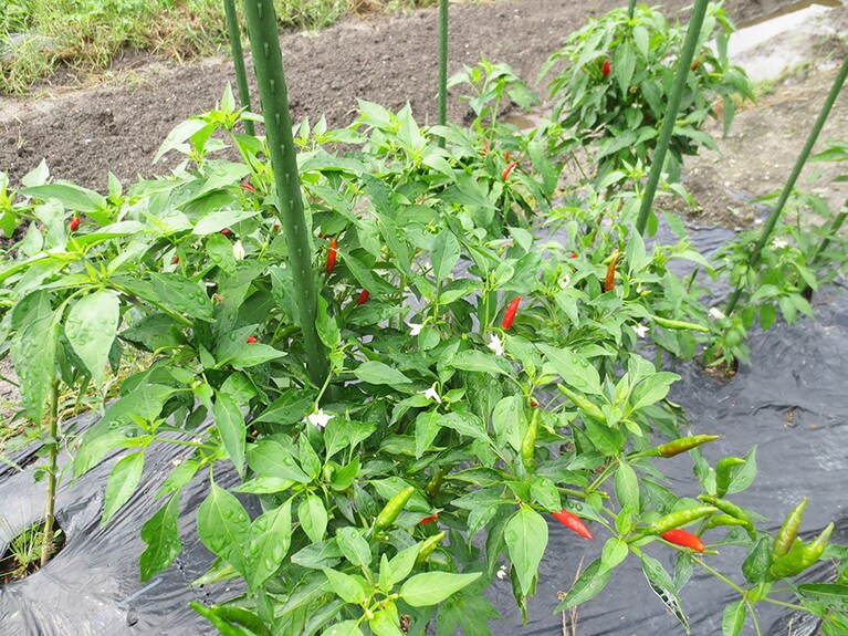 畑では唐辛子などの野菜も栽培。すべて有機無農薬栽培。
