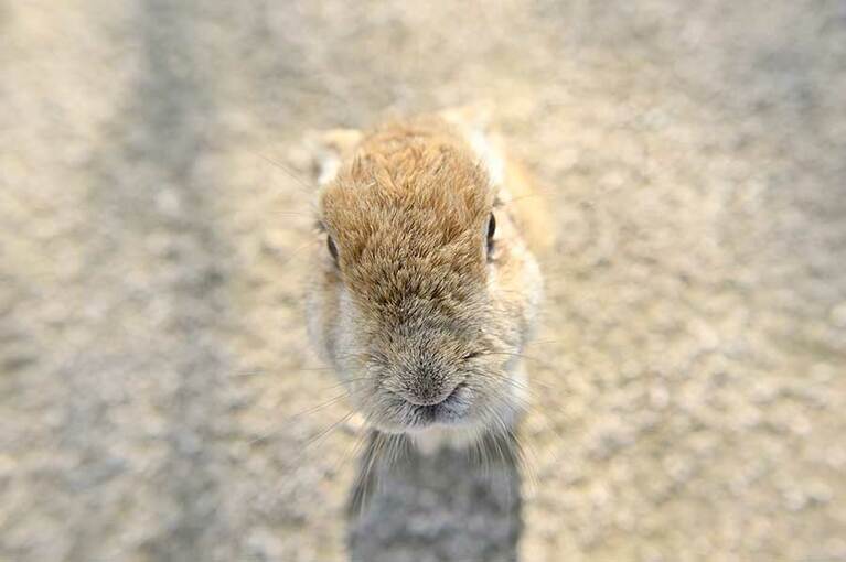 【大久野島】こんなに近くで写真も撮れちゃいます。