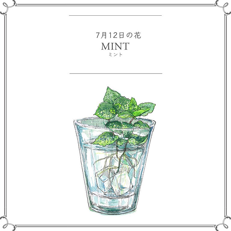 7月12日の花「ミント」