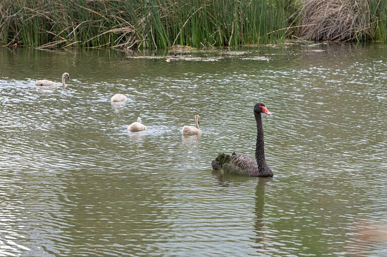 キングスパーク。