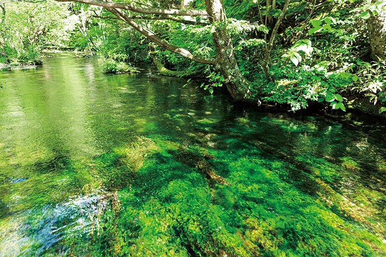 ここから水が届く。