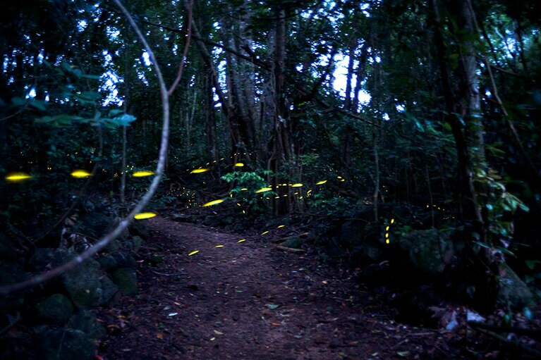 夕食後、気付けば日が暮れてホタルが。