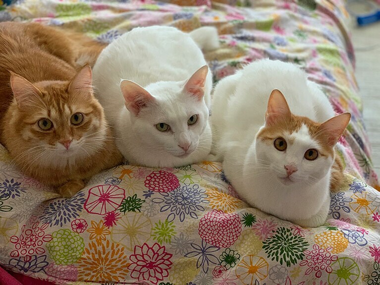 ツトムJr.とテツ、ハナ男。13歳と6歳、6歳。とても仲の良い兄弟です。長男のツトムJr.さんが亡くなり、いまだに面影が見えてしまいます（sanankoさん）。