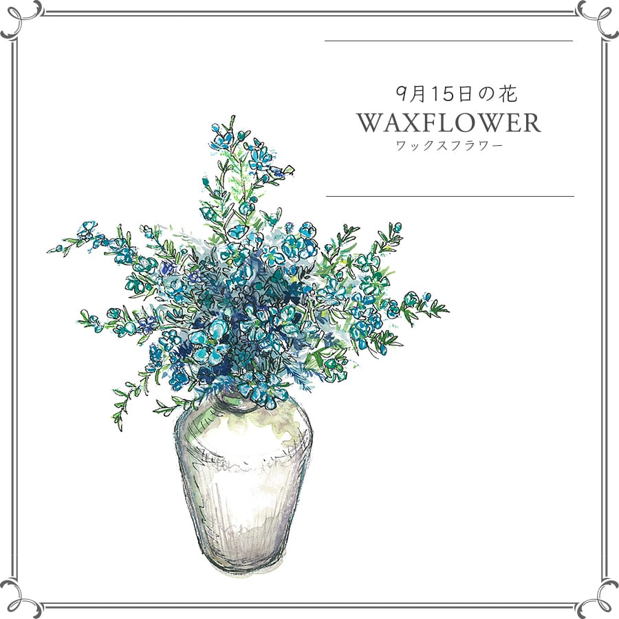 9月15日の花「ワックスフラワー」
