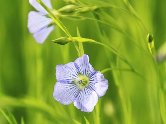 2ページ目)亜麻の花咲くベルギーの美しい町へ 世界遺産を擁するコルト