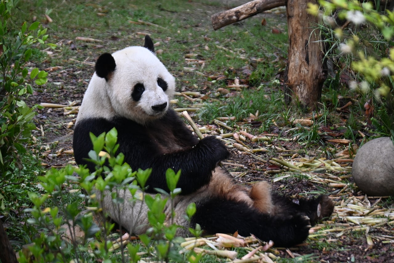 アメリカのアトランタ動物園から2024年10月に帰国したオスの洋洋（ヤンヤン）。和花の祖父。（2026年4月28日、筆者撮影）