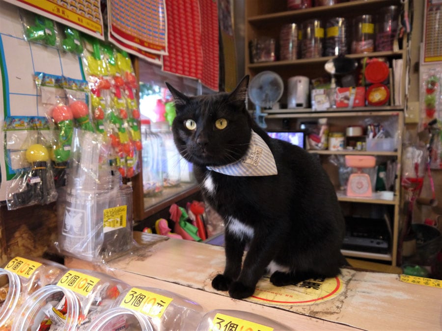 駄菓子屋の番台にこんなかわいい看板猫がいたら、つい入ってしまいますね。