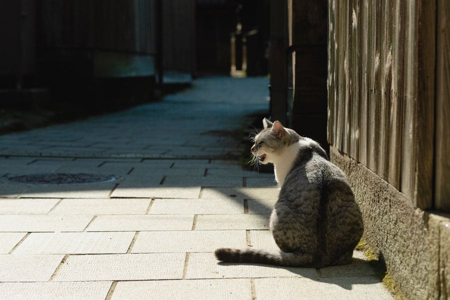 路地でくつろぐ猫さん。宿根木集落は今も人が住んでいるので、観光の際は十分な配慮を。