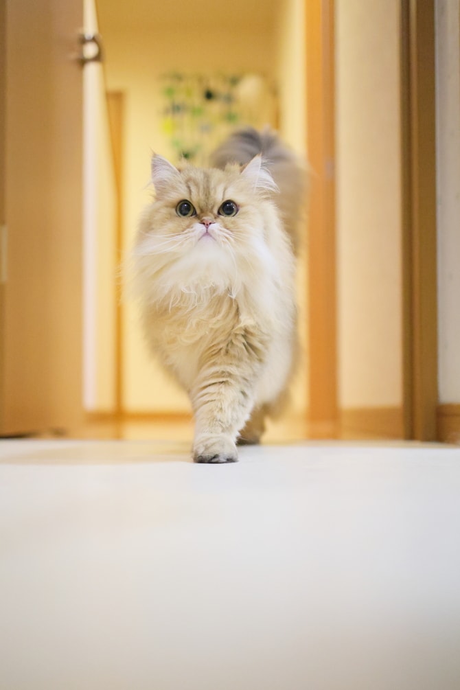 かわいいニャングランプリ2025】その輝きにノックダウン！ 美猫部門