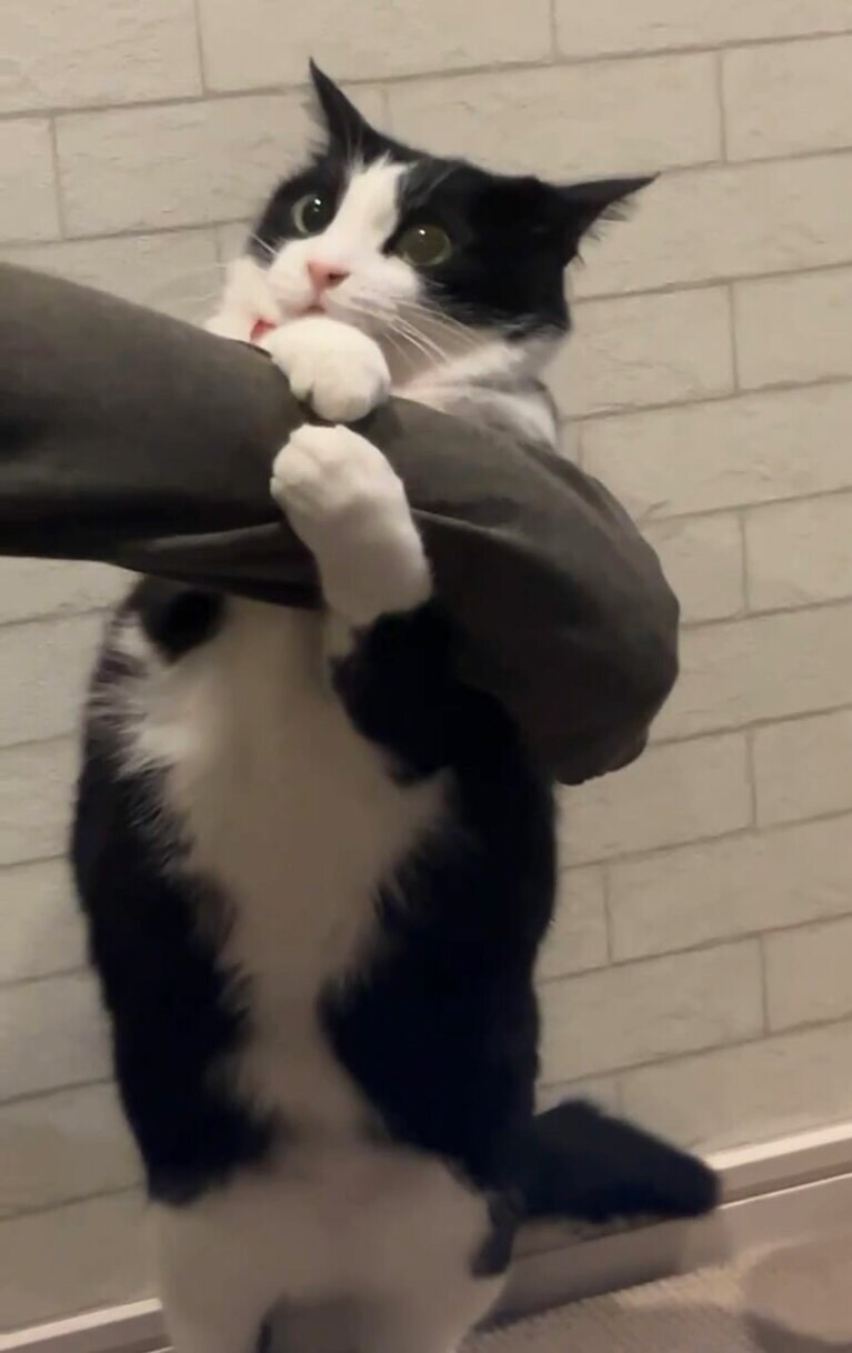 Bibiko メス 5歳。抱っこ嫌いで怒りん坊。「シャー」はもはや挨拶に。アピールは攻撃的な刺激たっぷり女子（ビビコママさん）。