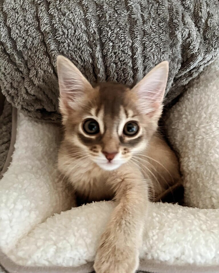 シュバリエ ♂ 5カ月。胸に抱き込んで毎日眠る甘えん坊。帰宅すると上目顔で、おかえり～と鳴いて擦り寄ってきて癒されます。私が起きるのが遅い朝は、顔に自分の身体をピッタリくっつけて静かにしています。その時の姿はナイトのようです。