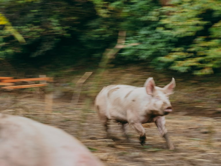 走る！走る！走る！やまあい村の豚たちはとにかく全速力で走り回る。2024年11月27日