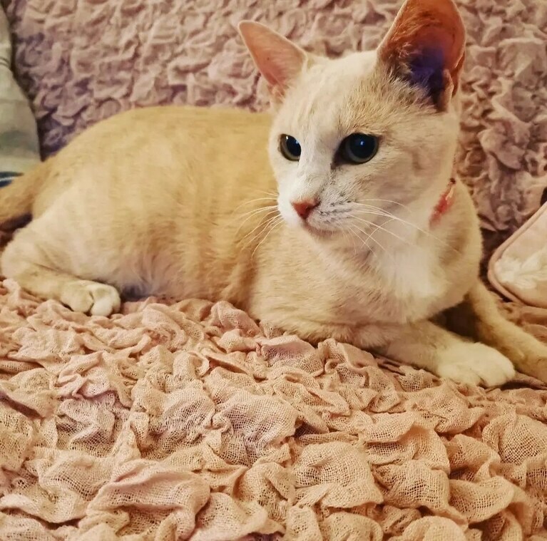 おあげ ♀ 4歳。にゃんと2024年2月22日に虹の橋を渡りましたが、とても幸せだった日々を思い出しながら応募しました（*^^*）毎晩腕まくらしながら一緒に眠り、それはそれは幸せな日々でした！　3回目の応募です♪（おあママさん）