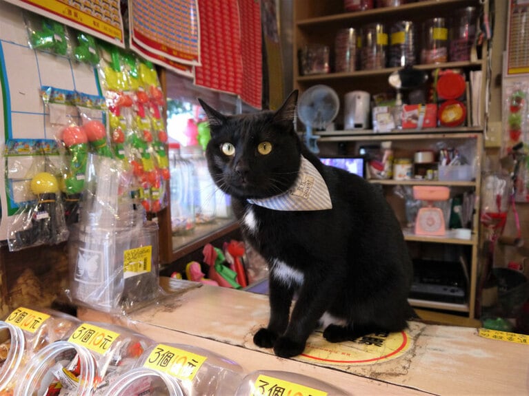 駄菓子屋の番台にこんなかわいい看板猫がいたら、つい入ってしまいますね。