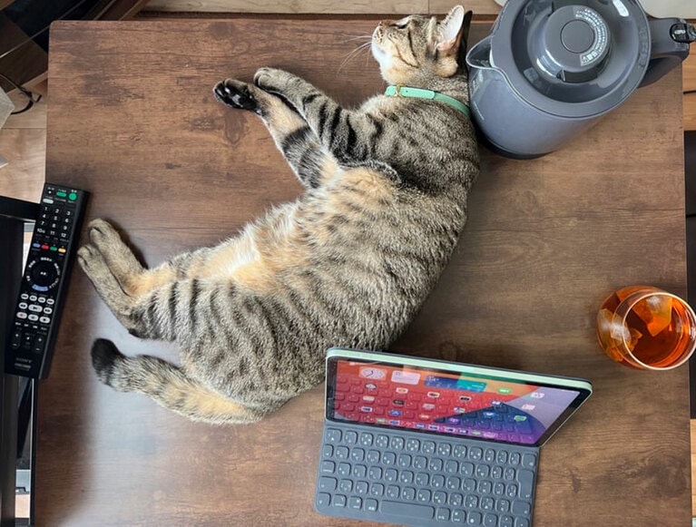 うちの子ベストショット①「北海道ポット本州猫四国iPad九州リモコン 別枠沖縄ティー」。