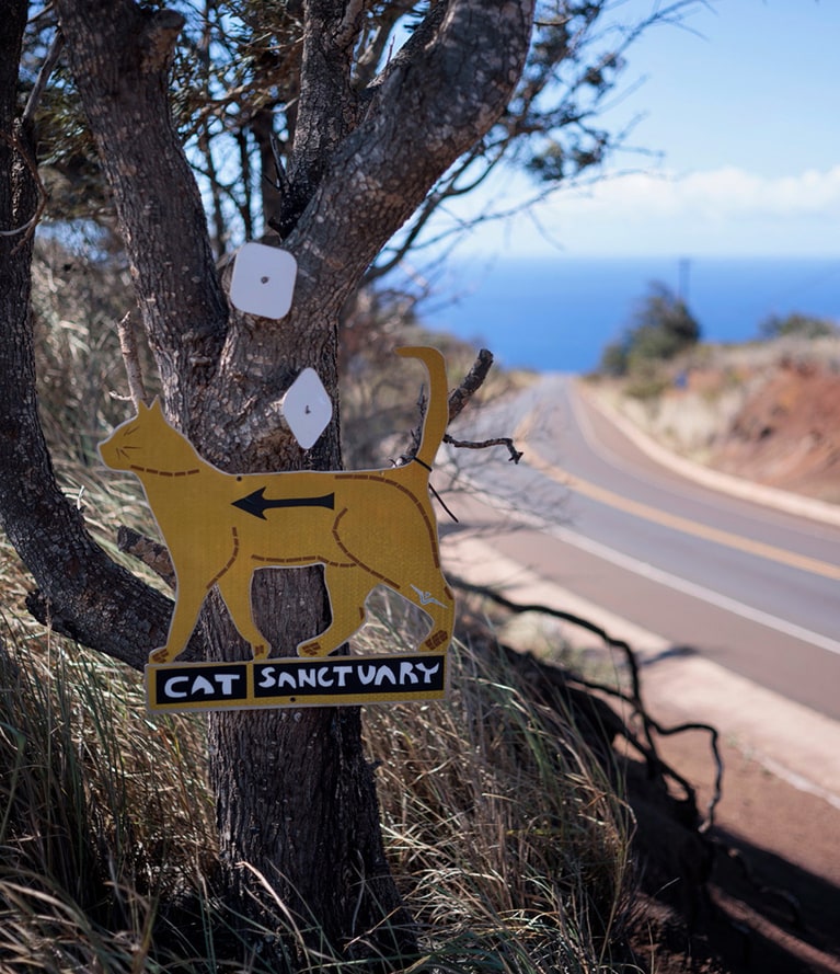 幹線道路である440号線からの曲がり角に掲げられた看板を見逃さないように。