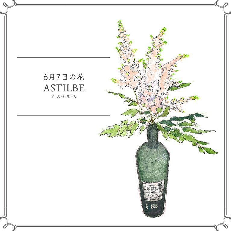 【6月7日の花】アスチルベ