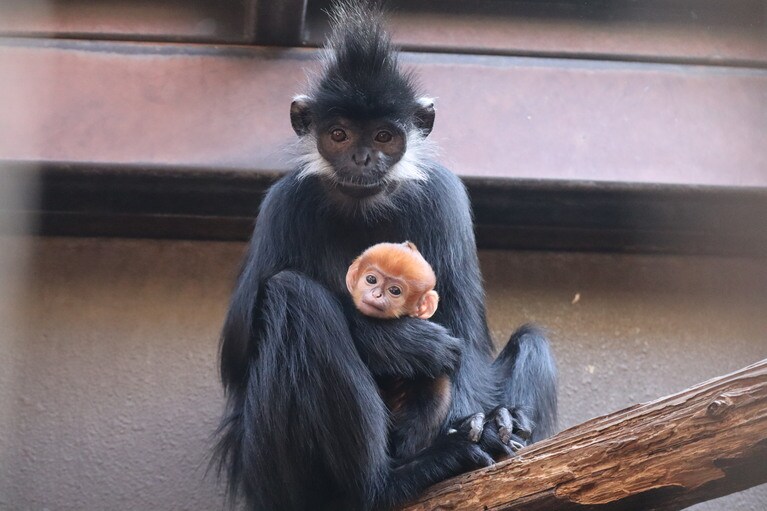 ミントとチョコも可愛らしい顔立ち。4月21日撮影／写真提供＝ズーラシア