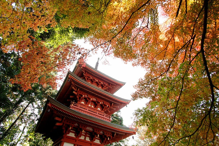 【静岡県】医王山 油山寺の紅葉。