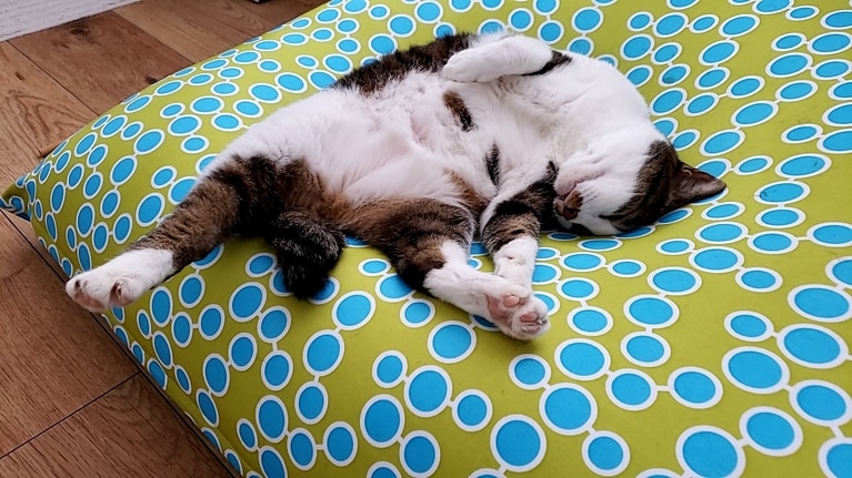 すやすや部門5位：もふ ♀ 推定9歳。