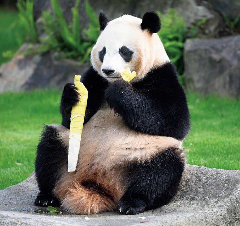 【楓浜（ふうひん）メス／3歳】