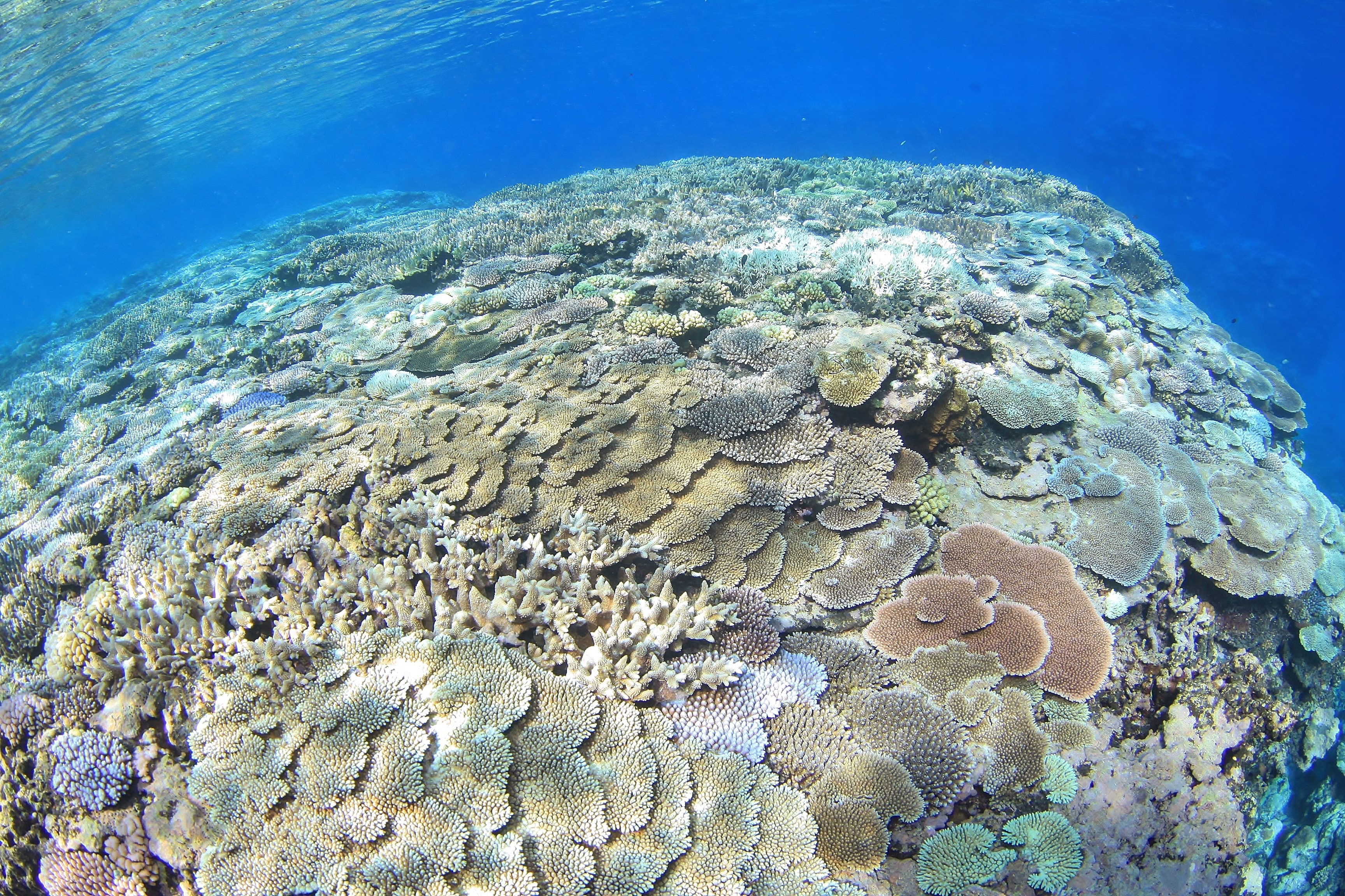 なかなか行きやすい島ではないせいか、無垢のサンゴ礁が広がっています。©郷土マリンサービスJAWSⅡ 柳岡秀二郎