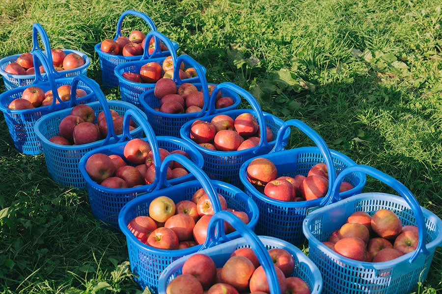 収穫仕立てのツヤツヤのりんご。ひとカゴ4～5Kg。