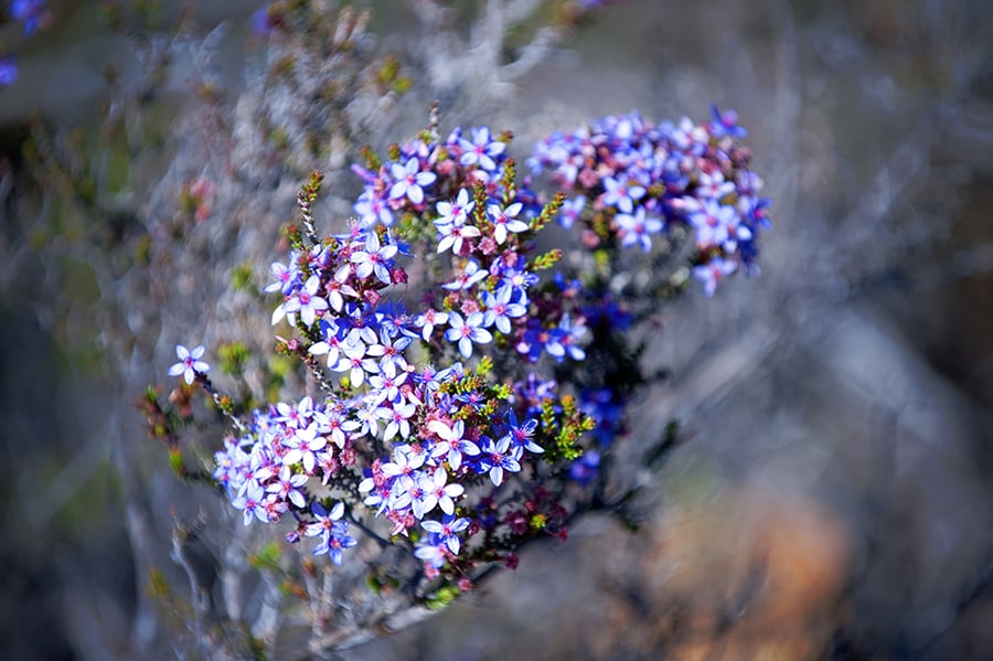 大自然のなかに自生する花の美しさに感動。photo: Australia's Coral Coast