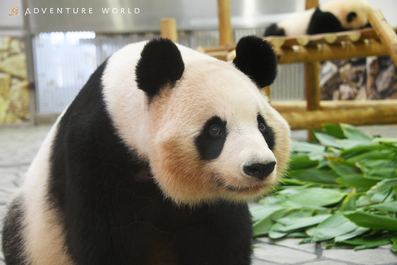 良浜。©アドベンチャーワールド