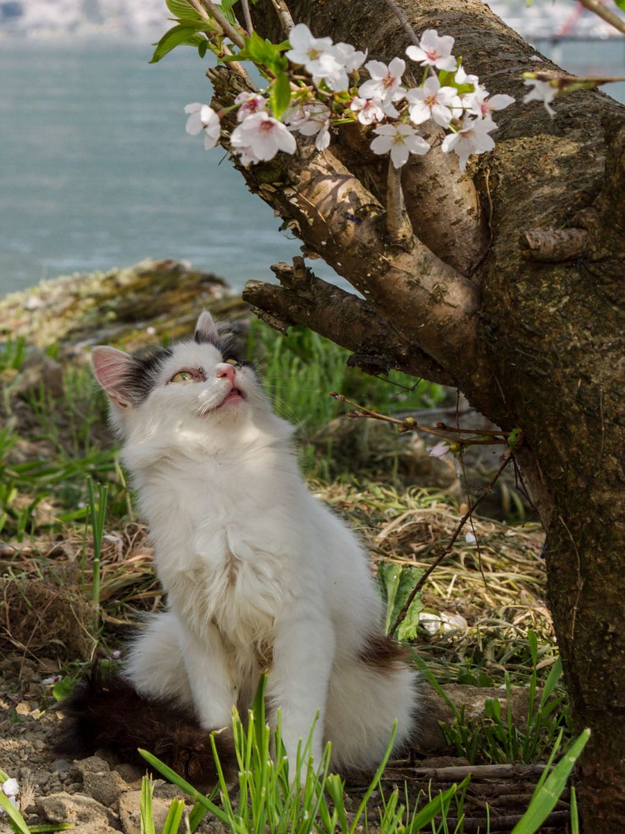 「今年も『桜』が咲いたのニャァ～♪♪」