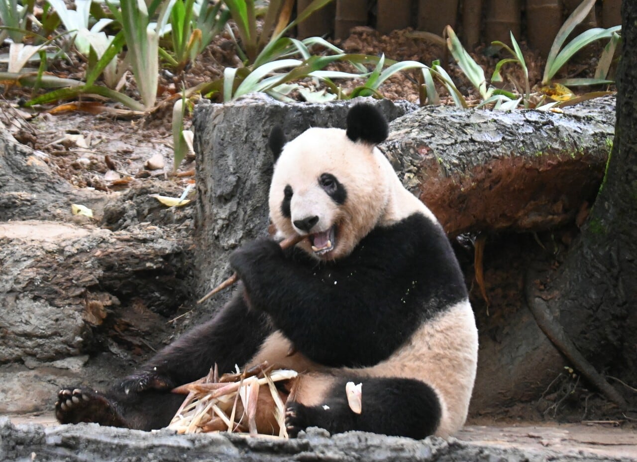 夕方、タケノコを食べる蕾蕾。（2026年10月11日、筆者撮影）