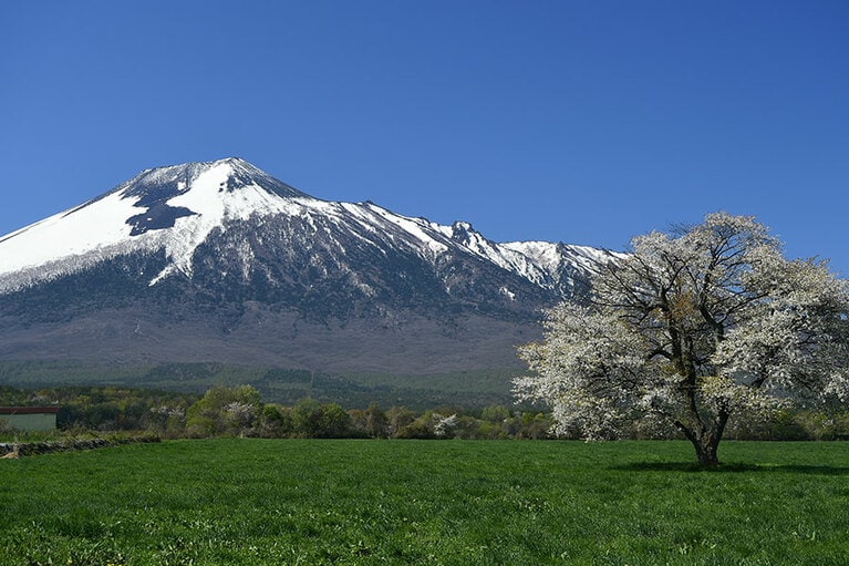 上坊牧野の一本桜／岩手県