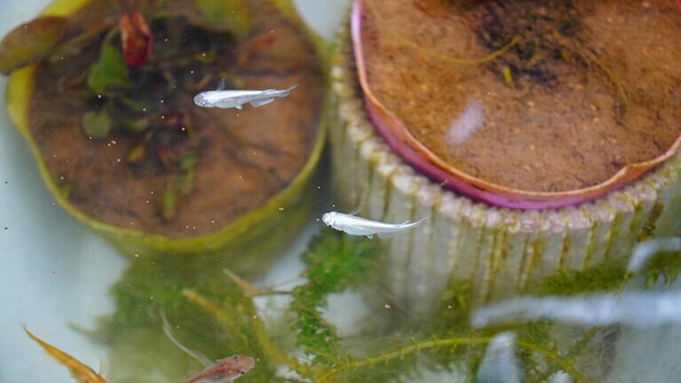 うちの子ベストショット③「オオカナダモと水蓮がフンや食べ残しを養分に成長します。循環してます 」