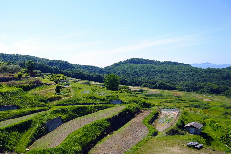 再生された唐櫃の棚田。昔と同じ光景でしょうか？